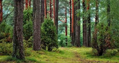 Jesień – sezon zbierania grzybów Jesień – sezon zbierania grzybów