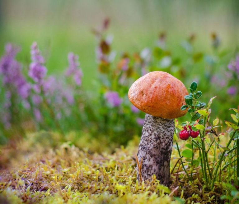 Jesień – sezon zbierania grzybów